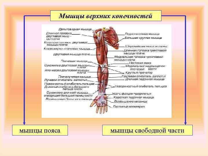 Мышцы верхней конечности человека | анатомия мышц верхней конечности, строение, функции, картинки на eurolab