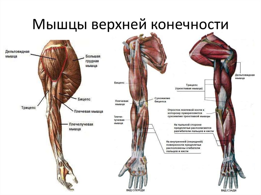 Мышц верхних конечностей – особенности строения, функции, лучшие упражнения для тренировки