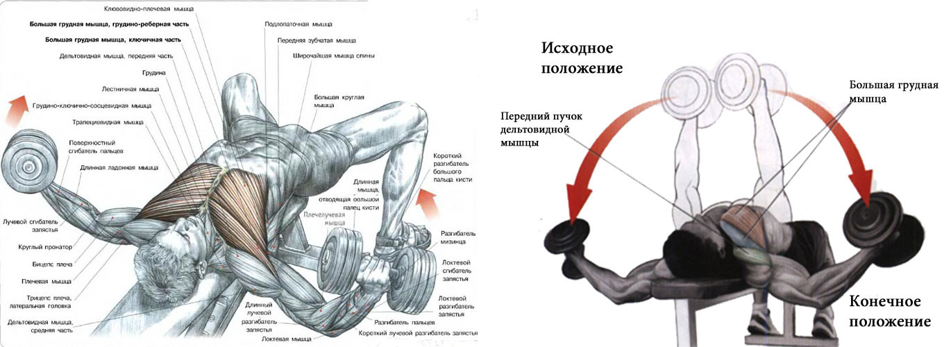 Как накачать грудные мышцы гантелями - упражнения