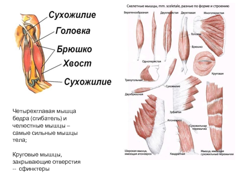 Факты по анатомии человека