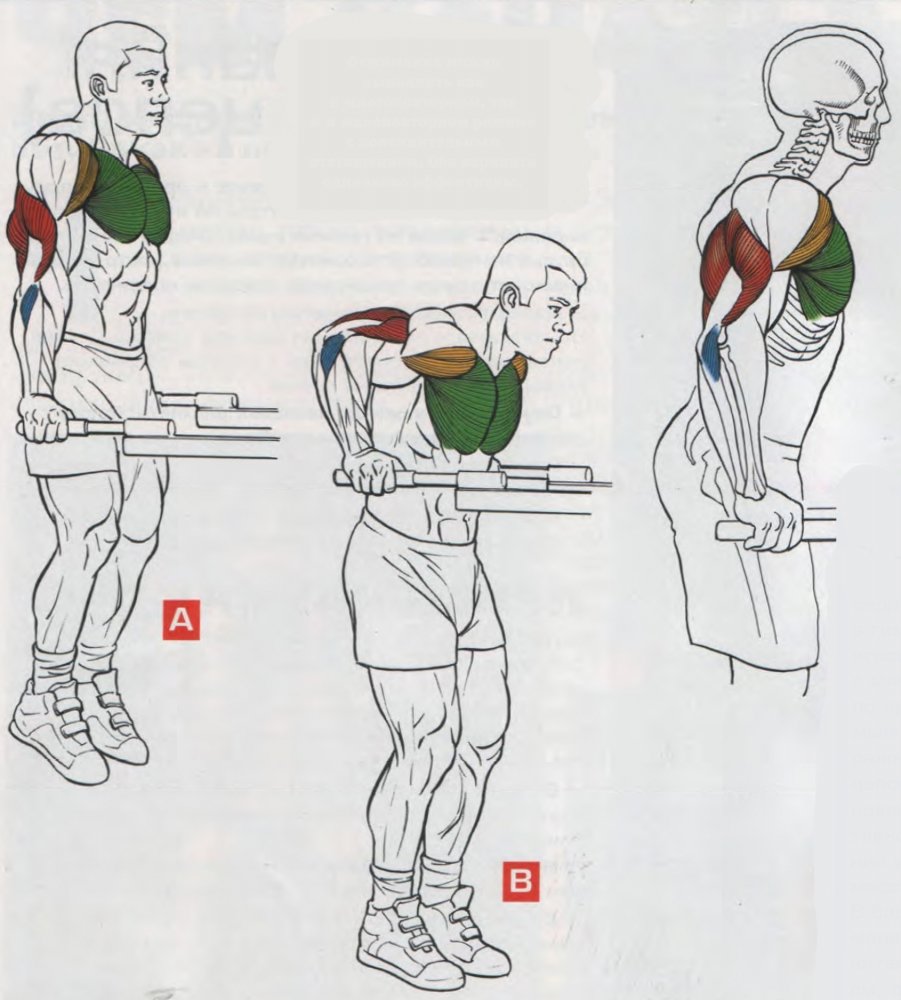 Отжимания на брусьях: какие мышцы работают, программа тренировок, техника