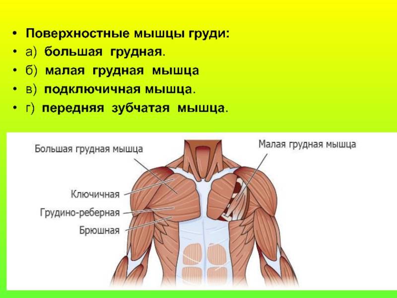 Анатомия мышц лица — виды и функции | colgate®