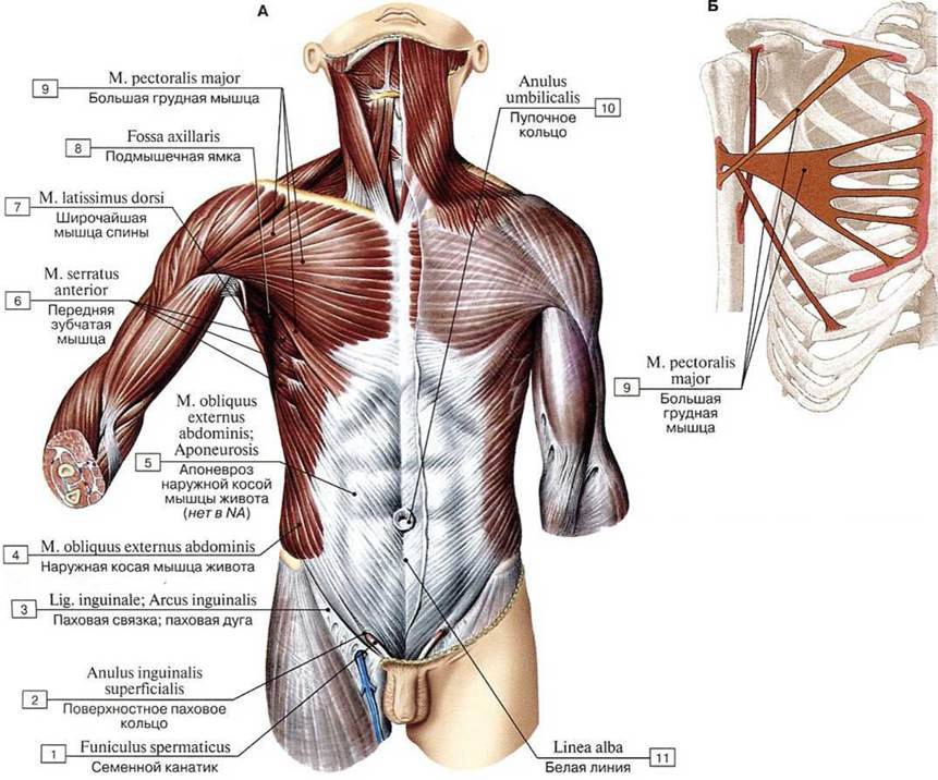 Анатомия грудных мышц: строение, виды, функции и многое другое