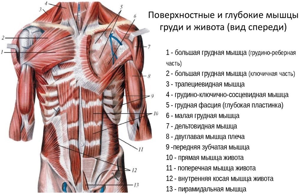 Анатомия и строение мышц живота 
анатомия и строение мышц живота