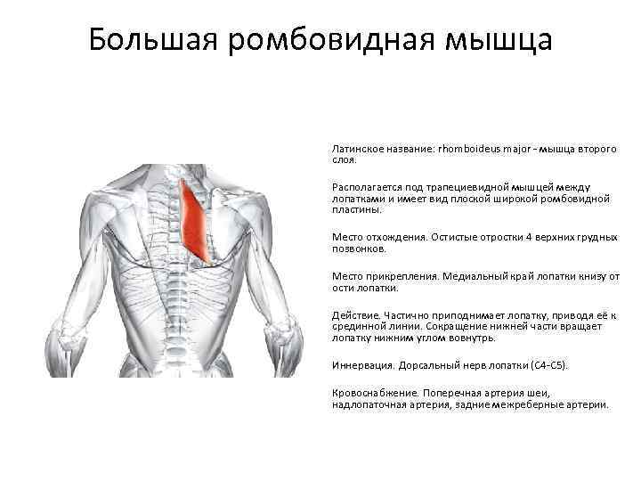 Зачем нужна растяжка для спины и позвоночника | блог valsport.ru