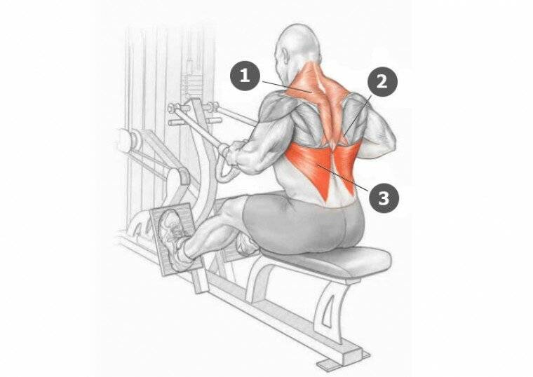 Как правильно делать горизонтальную тягу: техника и упражнения на спину в блочном тренажере