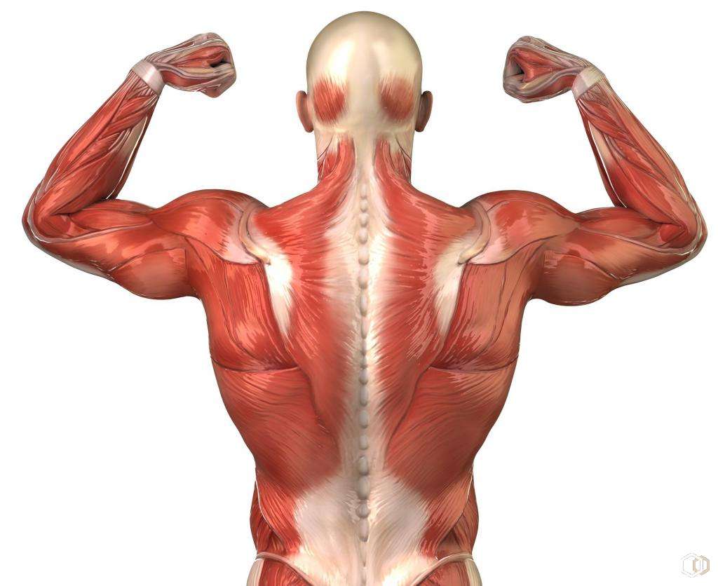 Мышцы медиального тракта спины человека | анатомия мышц медиального тракта спины, строение, функции, картинки на eurolab
