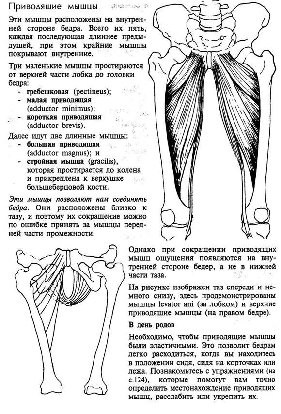 Анатомия ноги человека мышцы и связки фото