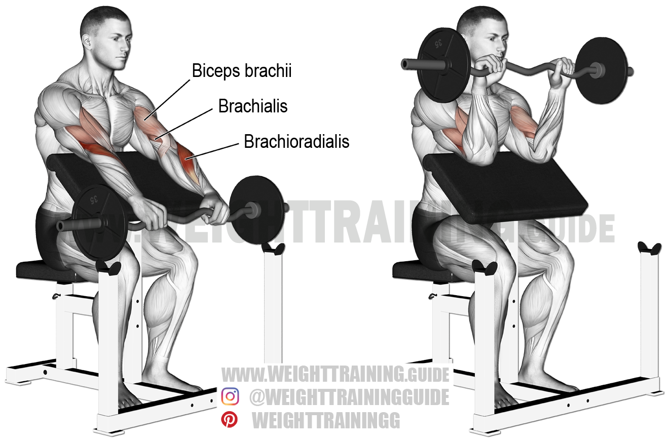 Брахиалис: как накачать плечевую мышцу для увеличения объема бицепса