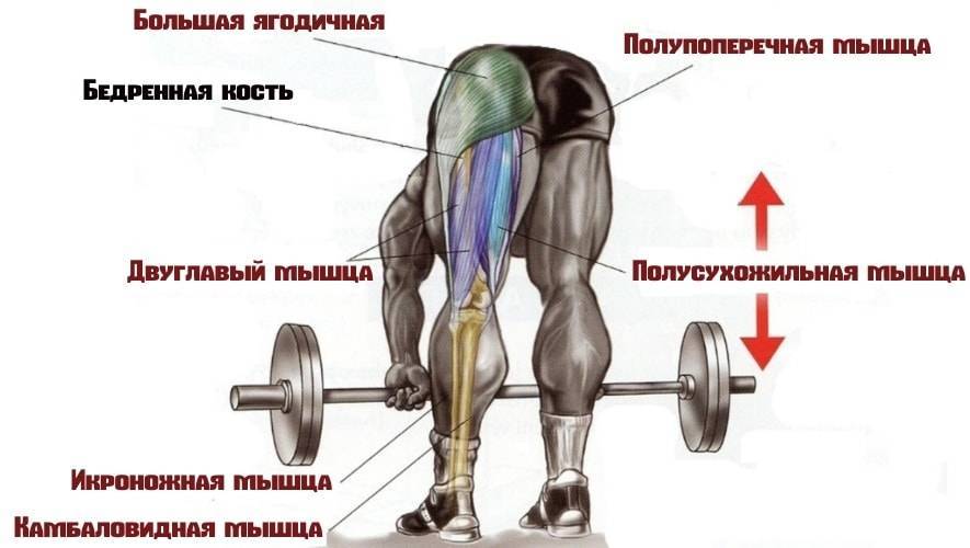 Как правильно делать мёртвую тягу: техника выполнения на прямых ногах, нюансы и секреты упражнения | rulebody.ru — правила тела