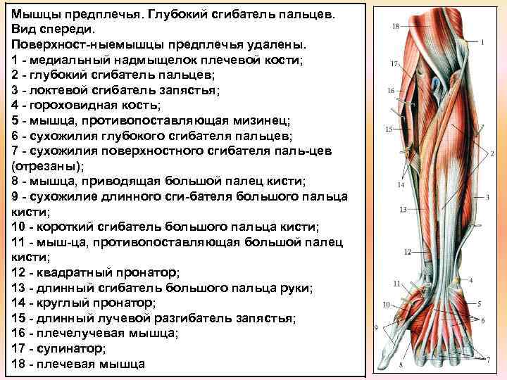 Анатомия предплечья человека – информация: