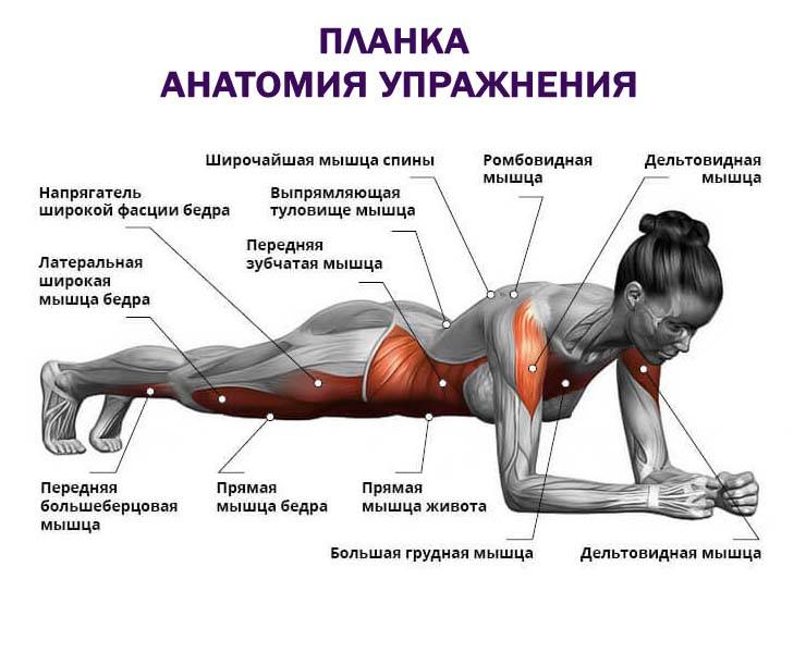 Упражнения для мышц кора