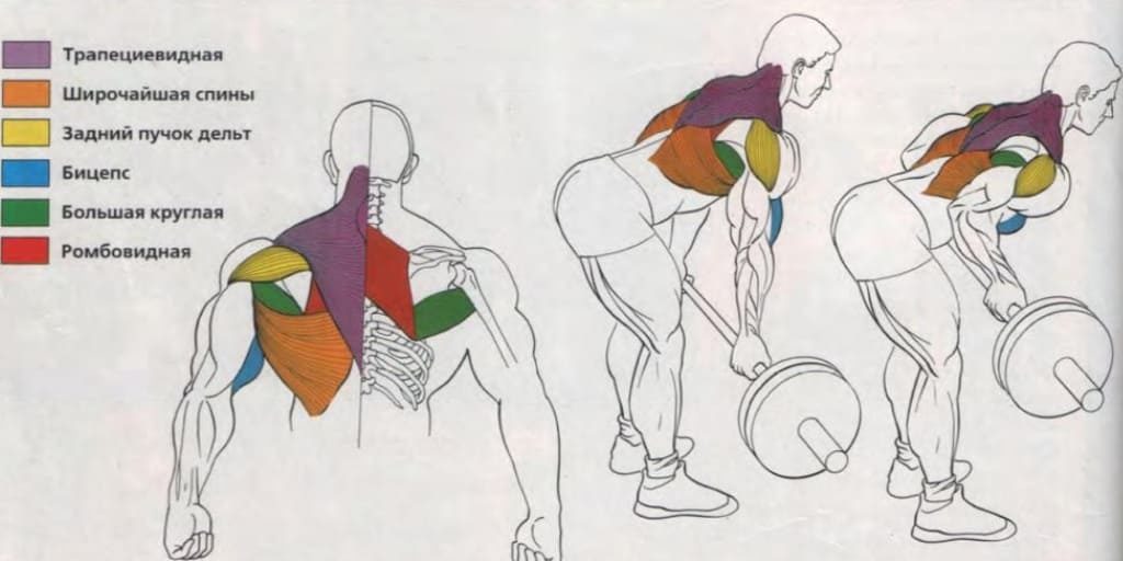 Тяга штанги в наклоне — техника, плюсы и минусы. какие мышцы работают?