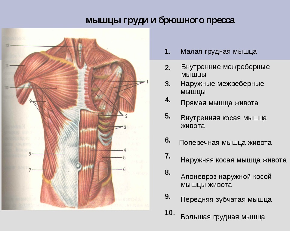 Прямая мышца живота человека | анатомия прямой мышцы живота, строение, функции, картинки на eurolab