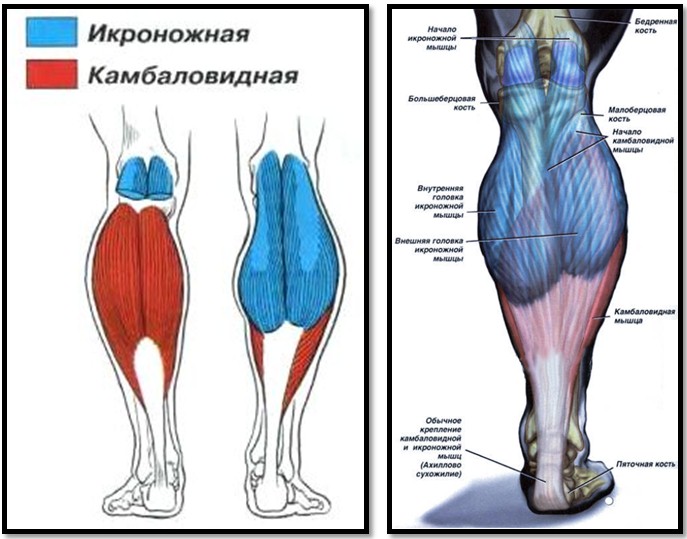 Анатомия мышц голени человека – информация:
