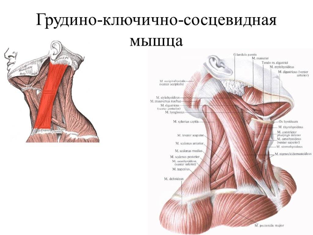 Мышцы шеи  - блог ревитоника