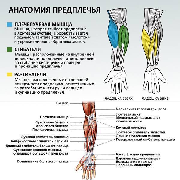 Мышцы предплечья (задняя группа) человека | анатомия мышц предплечья, строение, функции, картинки на eurolab