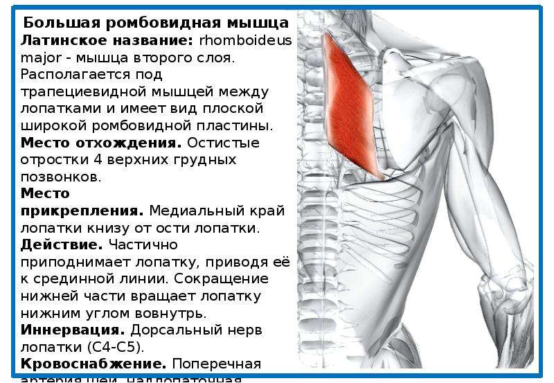 Задняя зубчатая мышца спины упражнения