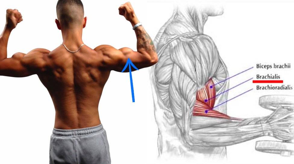 Брахиалис: как накачать плечевую мышцу, лучшие 7 упражнений