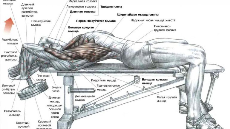 Как накачать спину в домашних условиях: упражнения на мышцы спины с гантелями, собственным весом тела