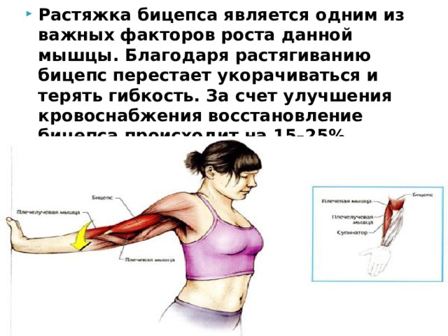 Растяжка мышц после тренировки, упражнения для растяжки