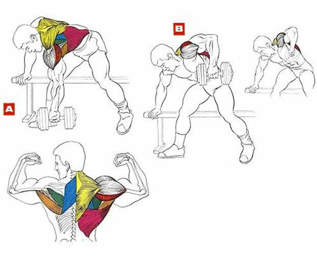 Как накачать мышцы спины — советы для новичков и опытных атлетов