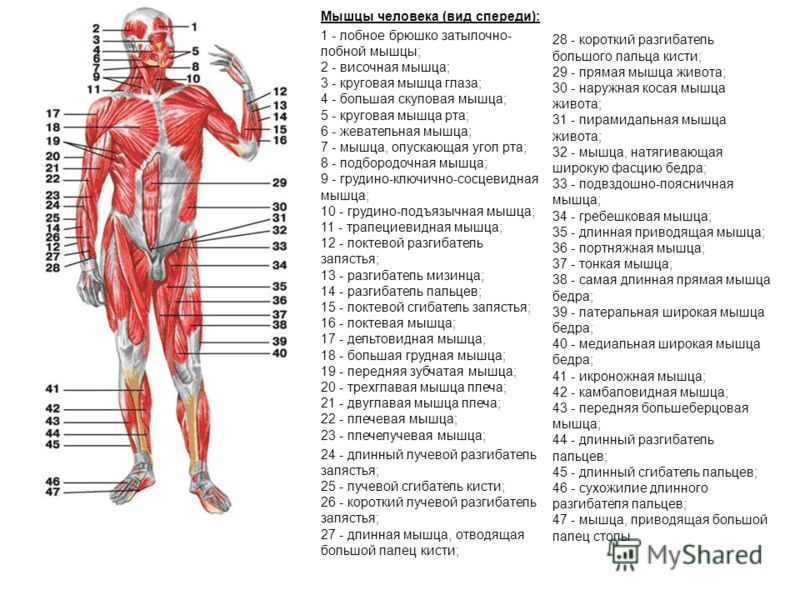 Мышцы верхних конечностей: анатомия и таблица с функциями