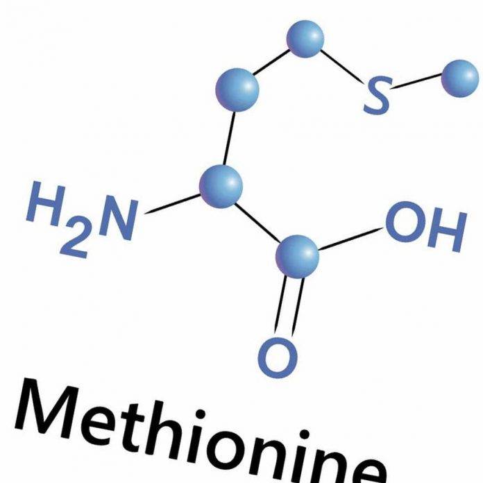 Метионин в бодибилдинге: как и когда принимать, отзывы, дозировка
