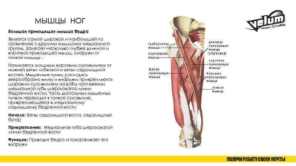 Анатомия ноги человека мышцы и связки фото