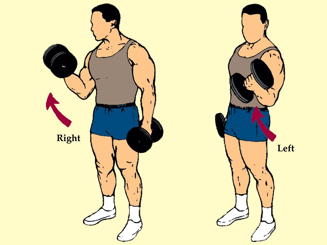 Сгибание рук со штангой: варианты и техника выполнения упражнения стоя, сидя и на скамье скотта