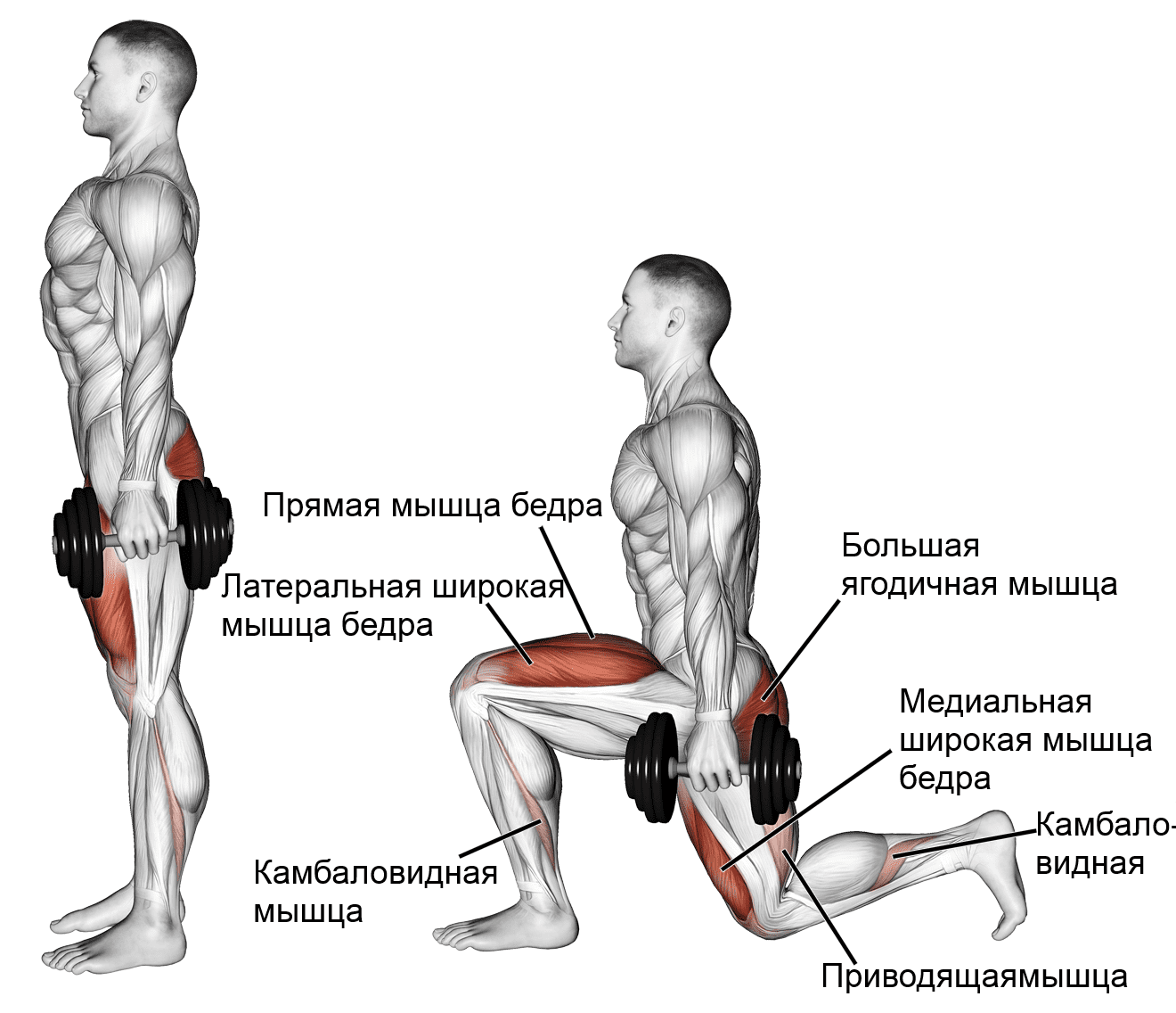 Выпады со штангой на плечах: техника с проходкой, вариации, какие мышцы работают