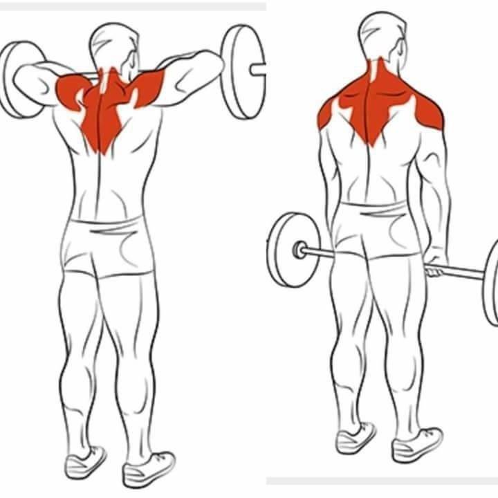 Можно ли увеличить ширину плеч с помощью упражнений?
