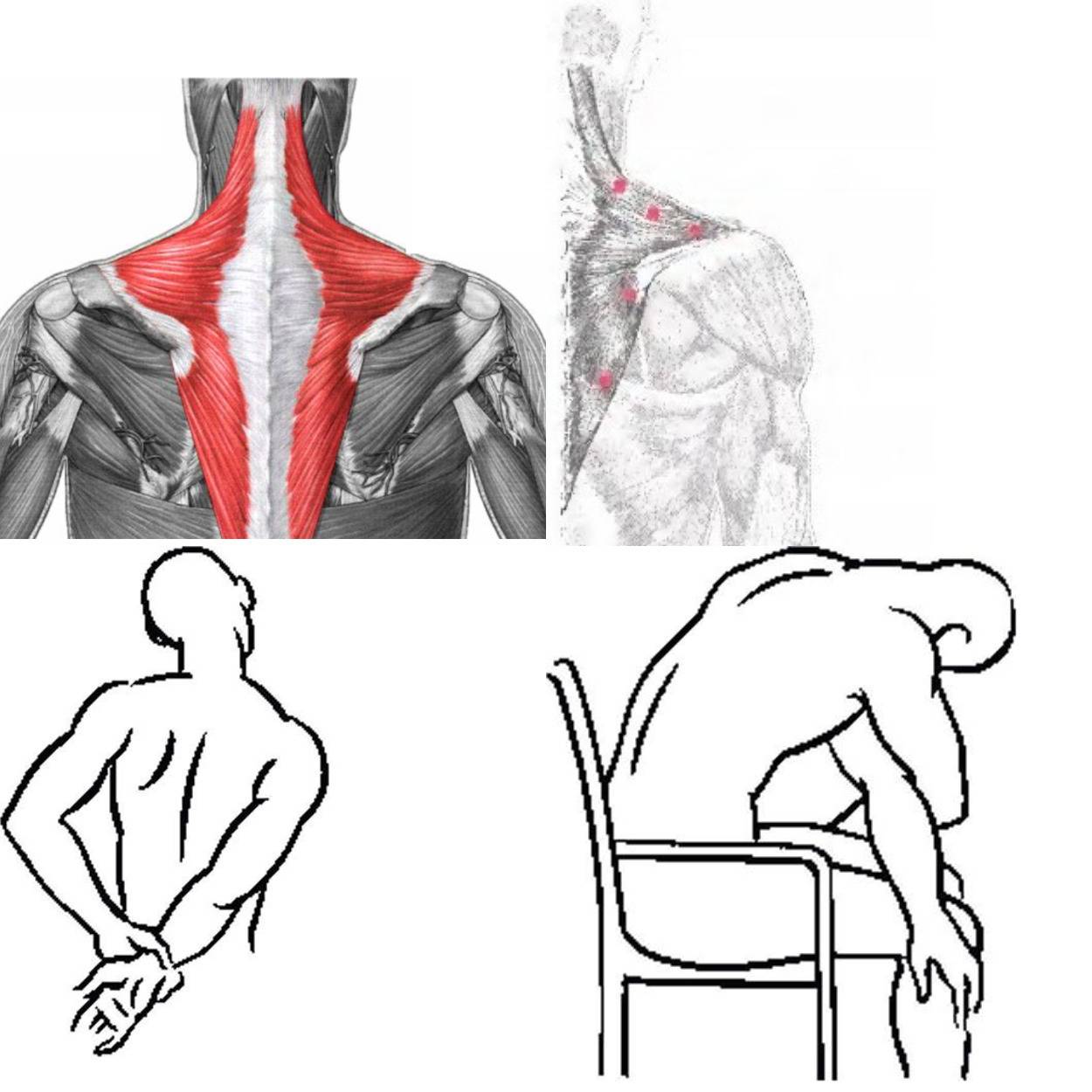 Растяжка спины: как растянуть широчайшие, трапециевидную и ромбовидные мышцы