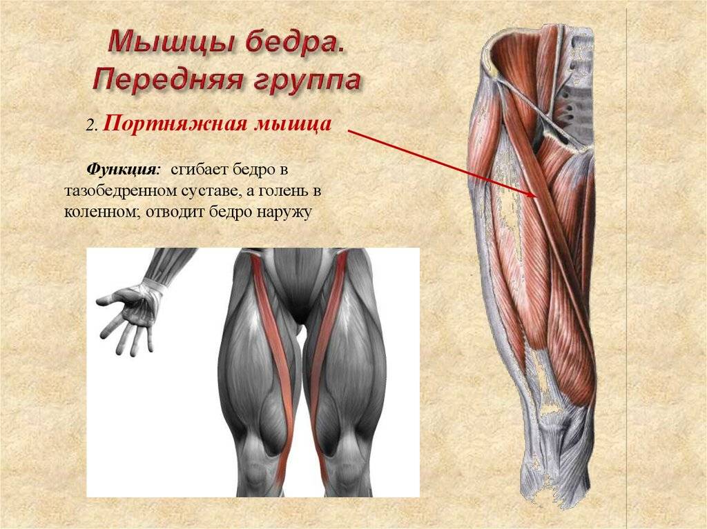 Мышцы бедра человека | анатомия мышц бедра, строение, функции, картинки на eurolab