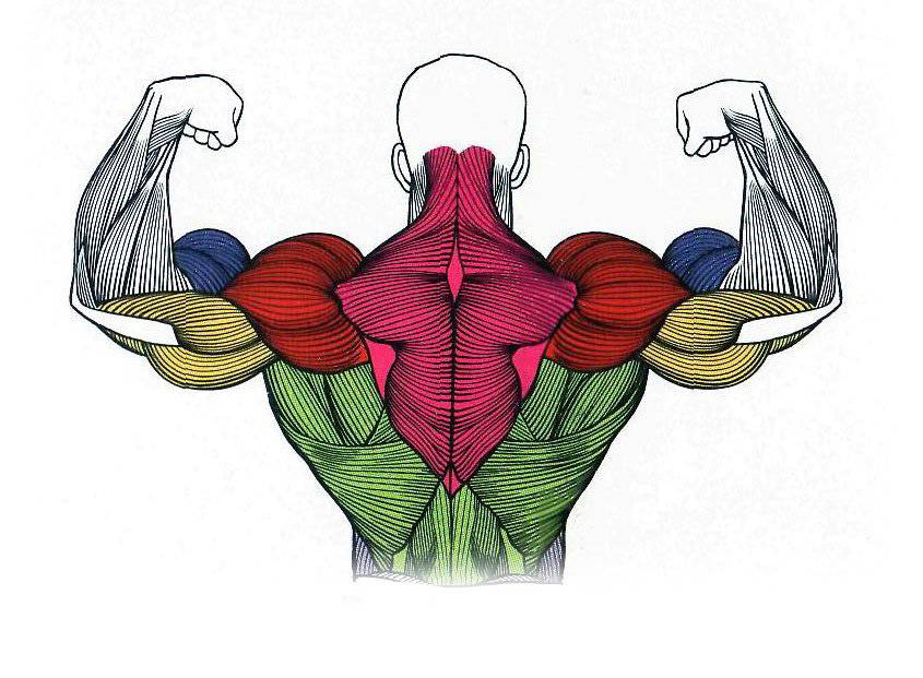 Как накачать большую круглую мышцу спины в зале и в домашних условиях