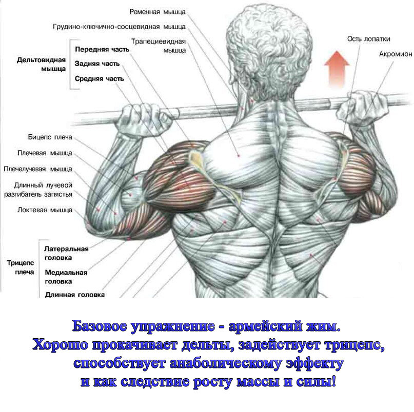 Упражнения на переднюю дельту с гантелями и штангой | irksportmol.ru