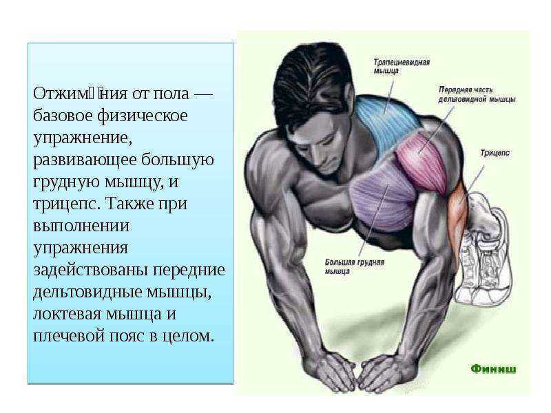 Фитнес-мифы: растяжка делает мышцы длинными и рельефными - fitlabs / ирина брехт