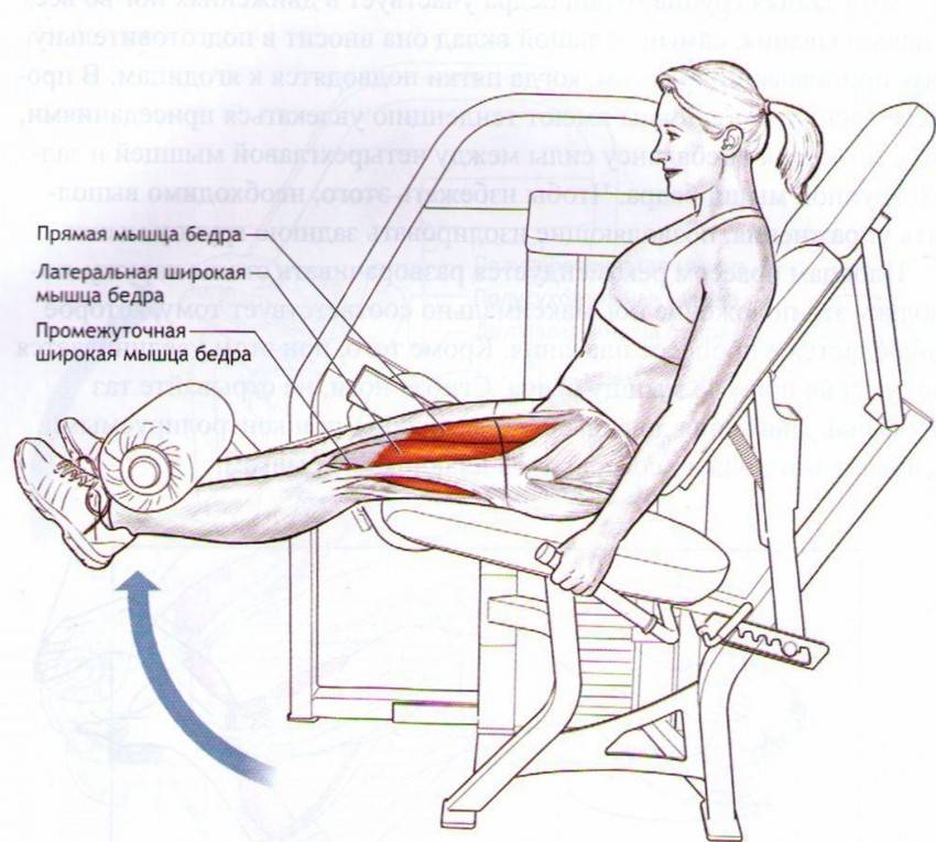 Разведение ног в тренажере сидя: какие мышцы работают и чем можно заменить? | irksportmol.ru