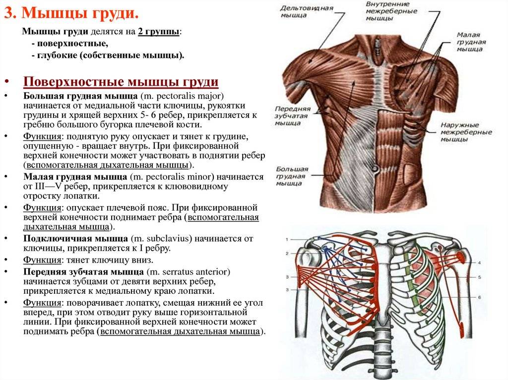 Анатомия грудных мышц