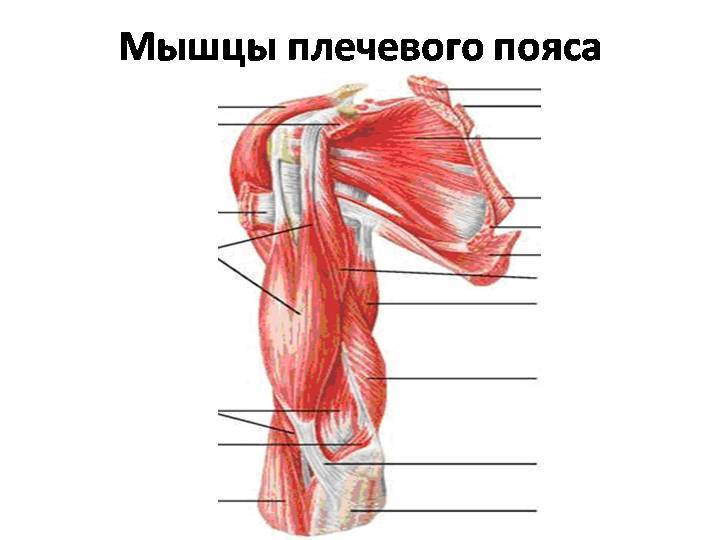 Мышцы туловища: анатомия, таблица с функциями, как накачать торс в домашних условиях и зале
