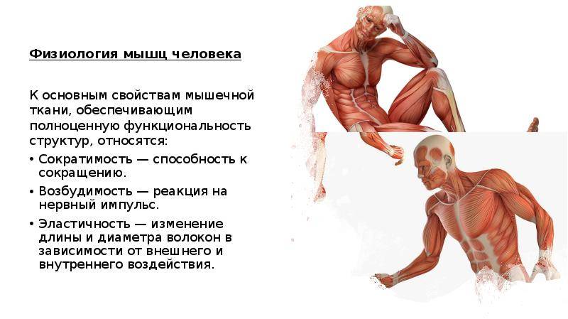 Как растут мышцы - мышечная гипертрофия :: polismed.com
