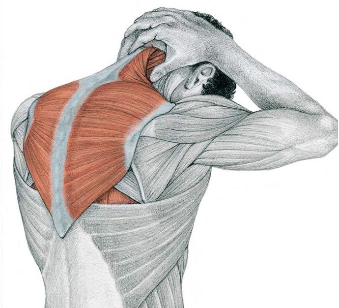 Как растягивать спину: упражнения для растяжки мышц спины и позвоночника в домашних условиях. растяжение мышцы спины: лечение и симптомы