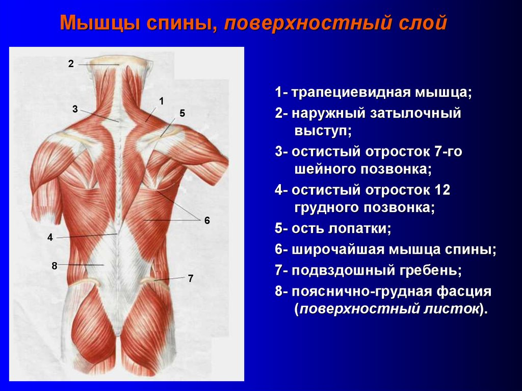 Эффективный комплекс упражнений на трапецию | rulebody.ru — правила тела