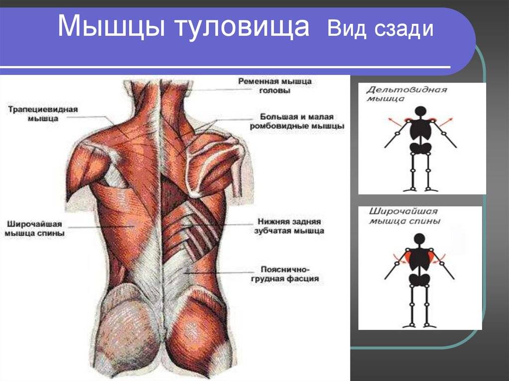 Ромбовидная мышца: функции, где находится, лучшие упражнения