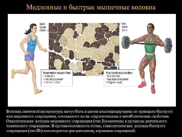 Влияние возраста и тренировки на скелетные мышцы
влияние возраста и тренировки на скелетные мышцы