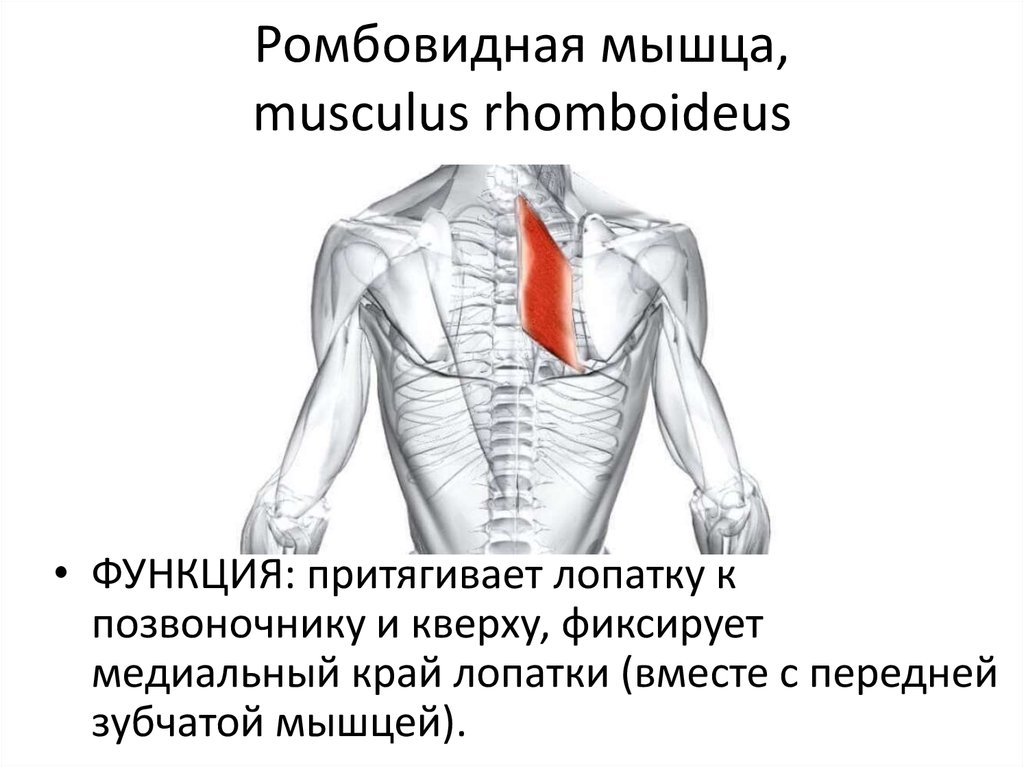 Помощь при боли верхней части трапециевидной мышцы | fpa