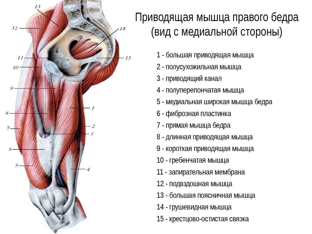 Приводящие мышцы бедра: анатомия и упражнения для аддукторов бедра