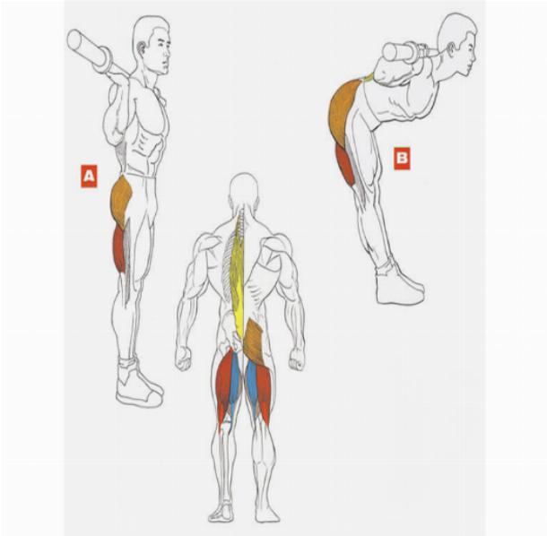 Мышцы бедра: упражнения и анатомия, как накачать бедра в домашних условиях и зале
