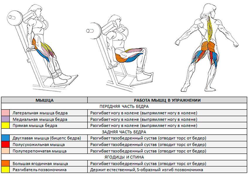 Гакк-приседания: какие мышцы работают, техника, виды и правила выполнения.