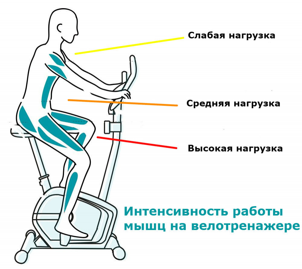 Чем полезен велотренажер, какие мышцы работают (качаются), польза и вред для мужчин и женщин